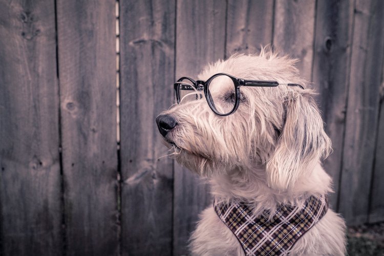 Dog wearing glasses and a kerchief